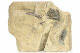 Plate of Fossil Pterosaur (Pteranodon) Bones - Kansas #228299-1